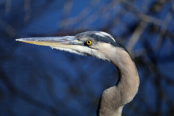 great blue heron