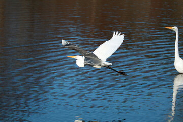 A Great Egret in flight over Stumpy Lake, Virginia Beach.