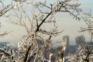 Natural background with ice crystals on plants after an icy rain.
