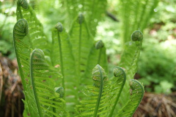 Green Fern. Bright green shoots of a fern in the forest
