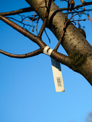 the label on the tree sapling