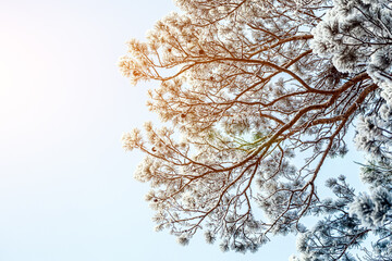 Frozen tree on winter   white sky.  Frosty day, calm winter scene. Great view of the wilderness.