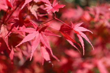 紅葉 もみじ 赤い 鮮やか 美しい 秋 日本庭園