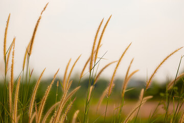 Fototapeta premium fountain flower blooming grass