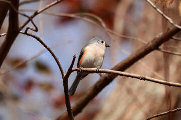 Tufted Titmouse