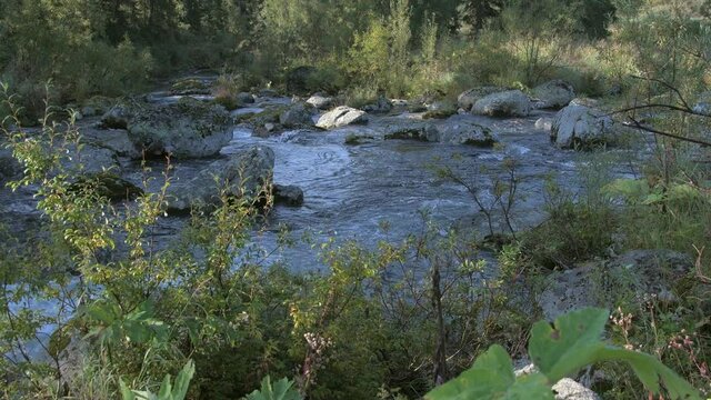 Water flows in forest. River with grass and lush green tree banches along the shore