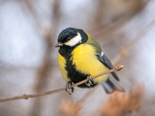 Naklejka premium Cute bird Great tit, songbird sitting on a branch without leaves in the autumn or winter.