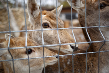 young deer behind bars at the zoo
