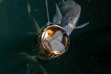 Bream, Flathead fish eating bread in Sydney harbour
