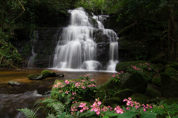 Antirrhinum majus L. (Snapdragon) and Mhan daeng waterfall, Phu Hin Rong Kla National park, Thailand