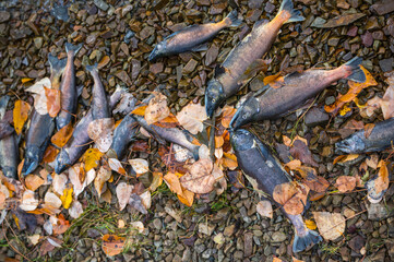 Kokanee Salmon dead after spawning