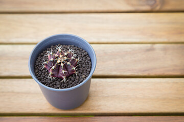 Fototapeta na wymiar Gymnocalycium cactus in pot