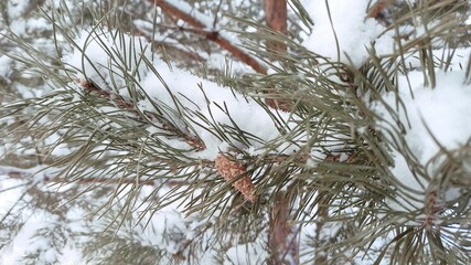 pine in the snow