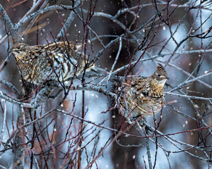 Two ruffed grouses (Bonasa umbellus) on branches with falling snow