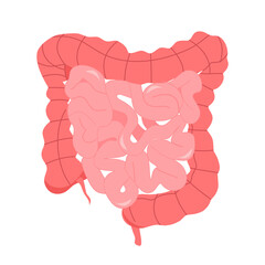 Large and small human intestine concept vector illustration on white background. Human internal organ. Digestive system in flat design.