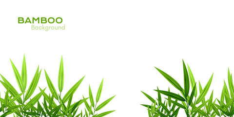 Bamboo decoration. Background with leaves borders.