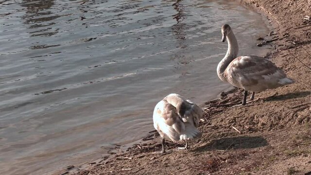 Gray ducks in the lake in spring. the family of young swans on the shore of the lake in the summer, the swans have already grown, but the feathers are gray
