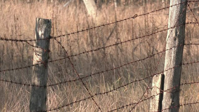 Close up view of an old, weathered fence post that is wrapped in rusty barbed wire and was shot late in the day with lots of grass. Weathered cedar gate post and rusted barbed wire fence.
