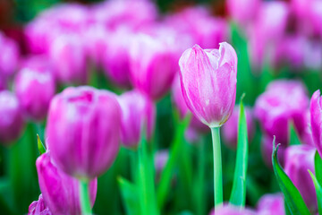 Close up of tulips in garden