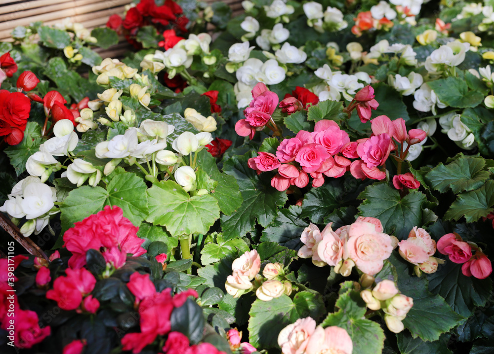 Wall mural blooming begonias 