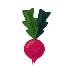 fresh beet vegetable healthy food icon