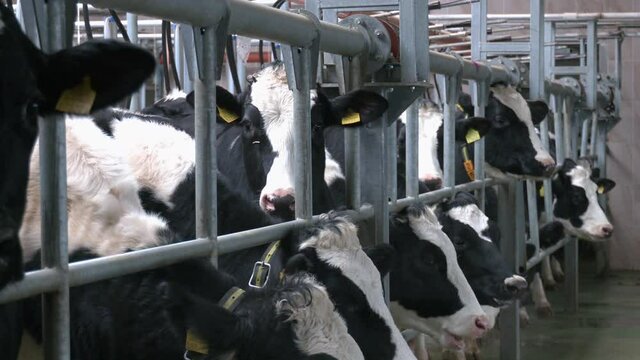 Milking facilities for cows. Milking parlor in dairy farm. Cow mother waiting for milking. milch cows during milking at barn stall in farm
