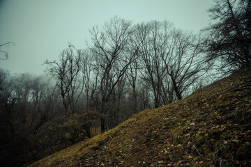 霧に包まれた山