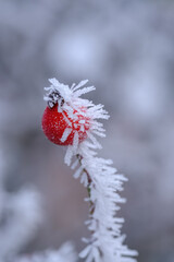 Makro einer einzelnen rote Hagebutte im Strauch einer Heckenrose (lat. Rosa canina) mit Raureif und Eiskristallen im kalten Winter-Frost