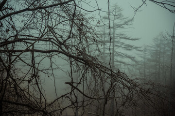 霧に包まれた山の木々