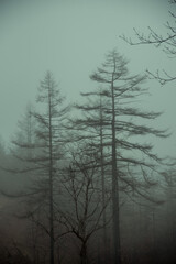 霧に包まれた山の木々