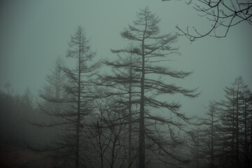 Obraz na płótnie Canvas 霧に包まれた山の木々