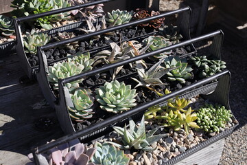 succulents trays