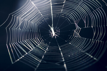 spider web on a dark background . Soft focus . Natural light