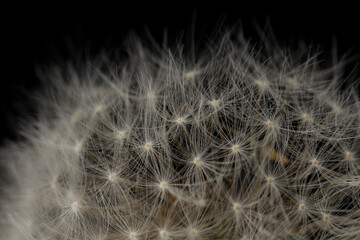 Abstract dandelion flower background. fluffy dandelion flower, macro photo. Seeds close up
