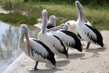 The Australian pelican is a large waterbird and is widespread on the inland and coastal waters of Australia. It is a predominantly white bird with black wings and a pink bill.