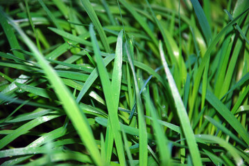 Green grass close up...Evening, green lawn, close-up of blades of grass. Lots of individual grass leaves under artificial light.