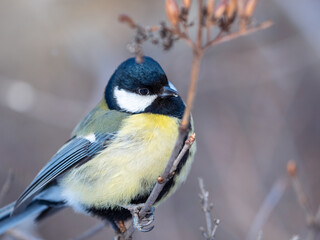 Fototapeta premium Cute bird Great tit, songbird sitting on a branch without leaves in the autumn or winter.