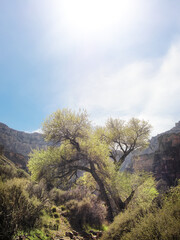 Obraz premium Flora and geology along the base of the Grand Canyon, Arizona