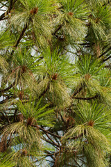 pine with long needles as a background