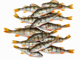fresh fish perch on white background