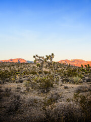 Fototapeta na wymiar Joshua Tree at dawn on Mount Charleston, west of Las Vegas, Nevada