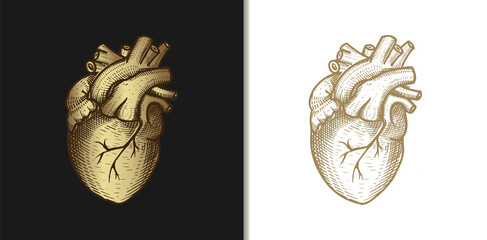 Heart or love symbol. Vector gold vintage engraving illustration on a dark and bright background. For web, posters, infographics, tattoos, tarot cards. - obrazy, fototapety, plakaty