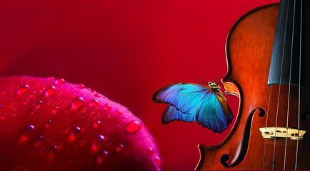 violin on red background closeup. beautiful blue butterfly morpho on violin. music concept. copy spaces. © Oleksii