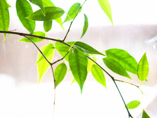 Branch with green leaves