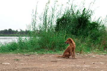 Homeless dogs. A sad, lonely dog ​​of mixed parody, dark in color. eed of love, no home, Unhappy homeless dog.