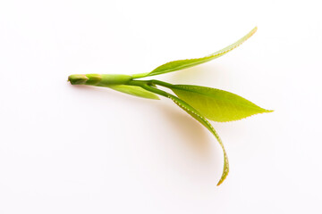 Fototapeta premium Fresh tea leaves on white