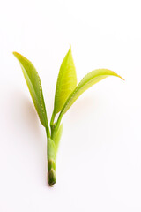 Fresh tea leaves on white