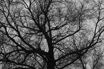 silhouette of a tree