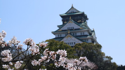 cherry blossom with blurred background of osaka castle