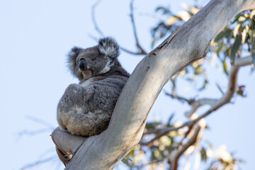 Sleeping Koala Bear in Kennett River, near Melbourne Australia sitting in Eucalyptus Tree